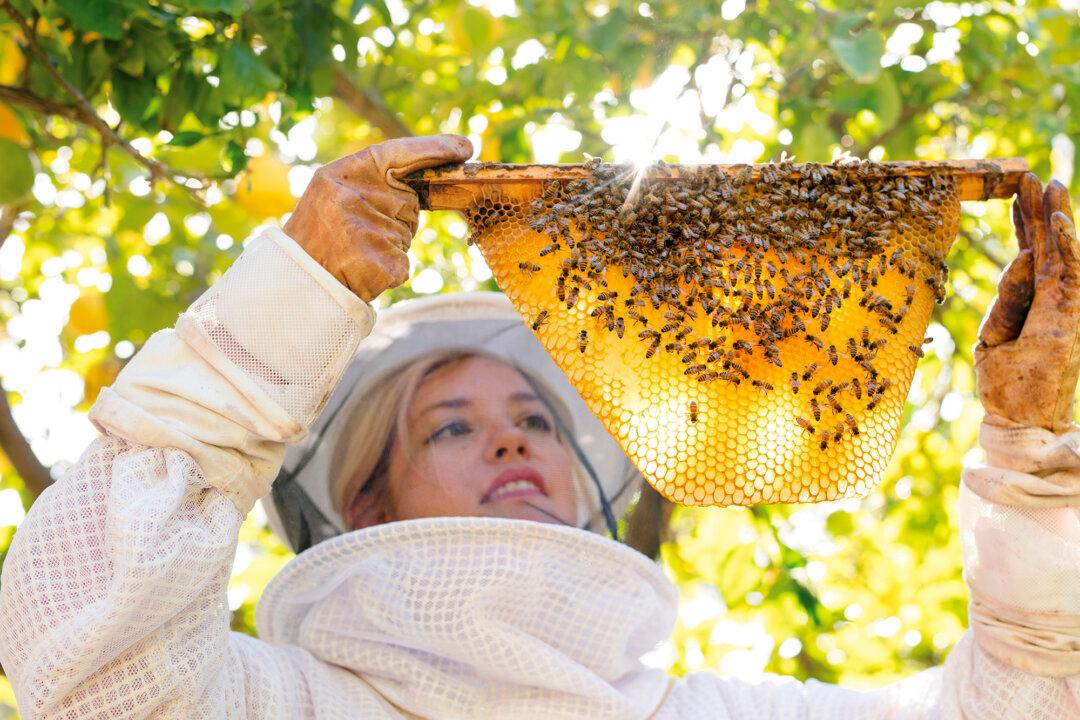 From the Rat Race to Beehives: How a Self-Taught Beekeeper Found Her Calling