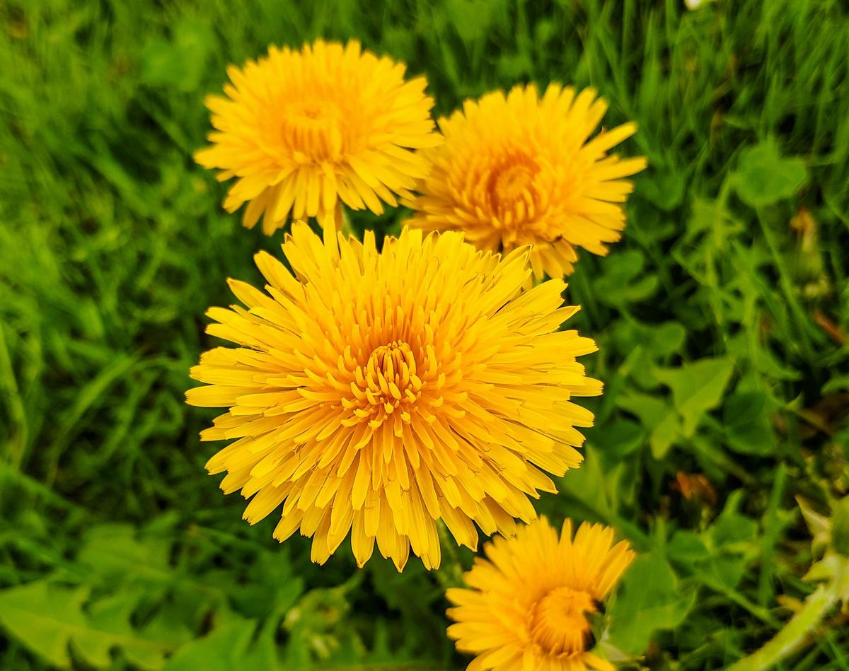This Kentucky Chef’s Favorite Spring Ingredient Is Hiding in Your Yard