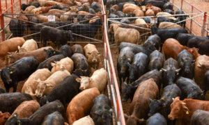 USDA Won’t Restrict Cattle Imports From Mexico Over Latest Screwworm Case