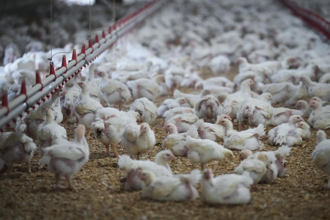 Ottawa Purchases 500,000 Bird Flu Vaccine Doses