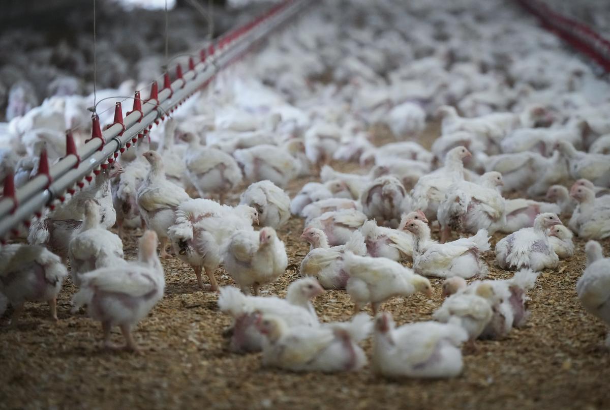 Ottawa Purchases 500,000 Bird Flu Vaccine Doses