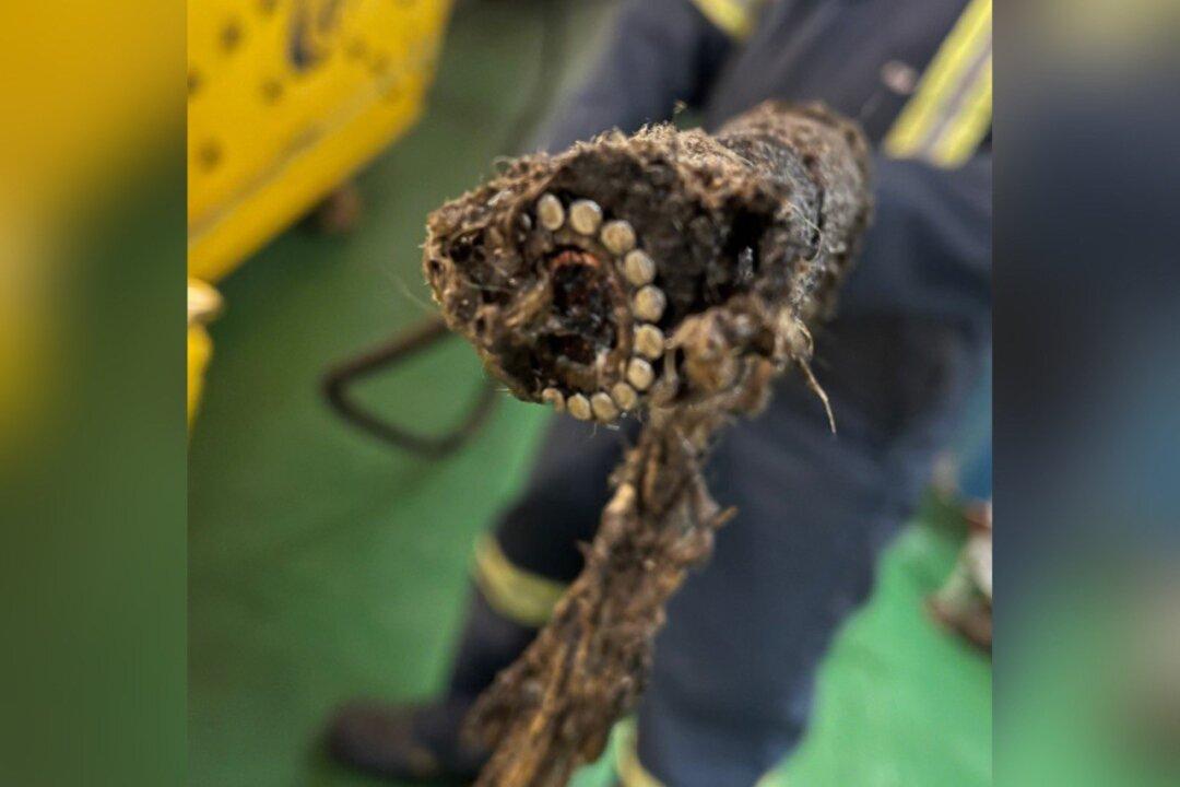 Bell Says Subsea Cable From Cape Breton to Newfoundland Was Deliberately Cut—Twice