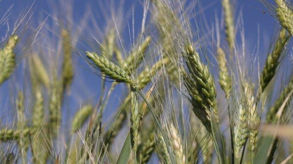 Einkorn is ideal for making tender cakes, quick breads, and cookies with a delicate crumb. (yengeceovgu/Shutterstock)