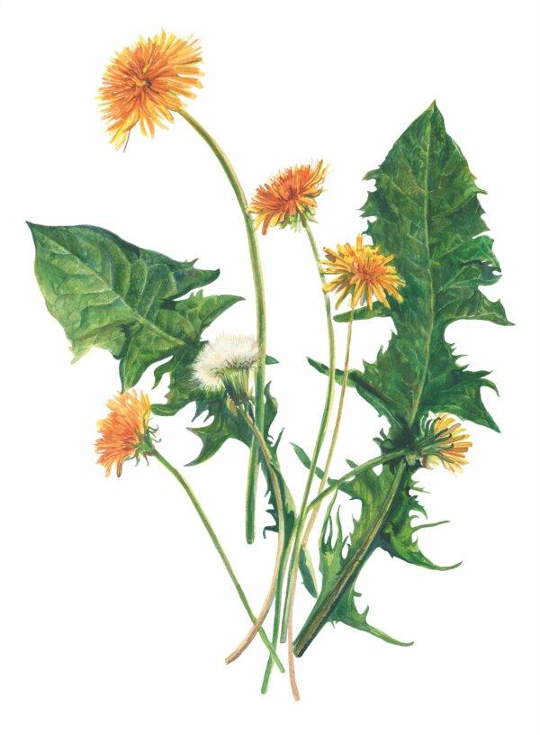 The entire dandelion plant is edible, from the blooms down to the roots. (Alexandra_Velikoselskaja/Shutterstock)