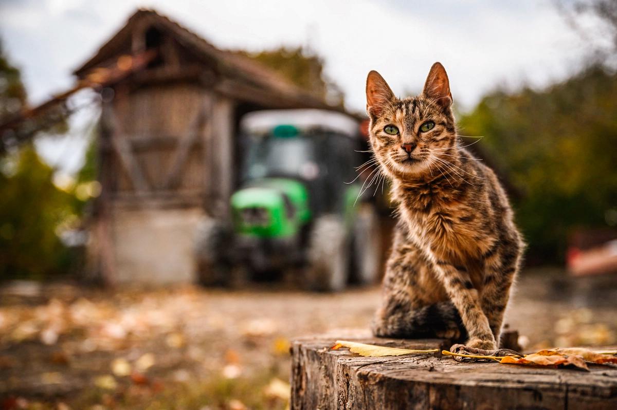 Dairy Workers’ Cats Died With Bird Flu, but Unclear How They Were Infected: CDC Study