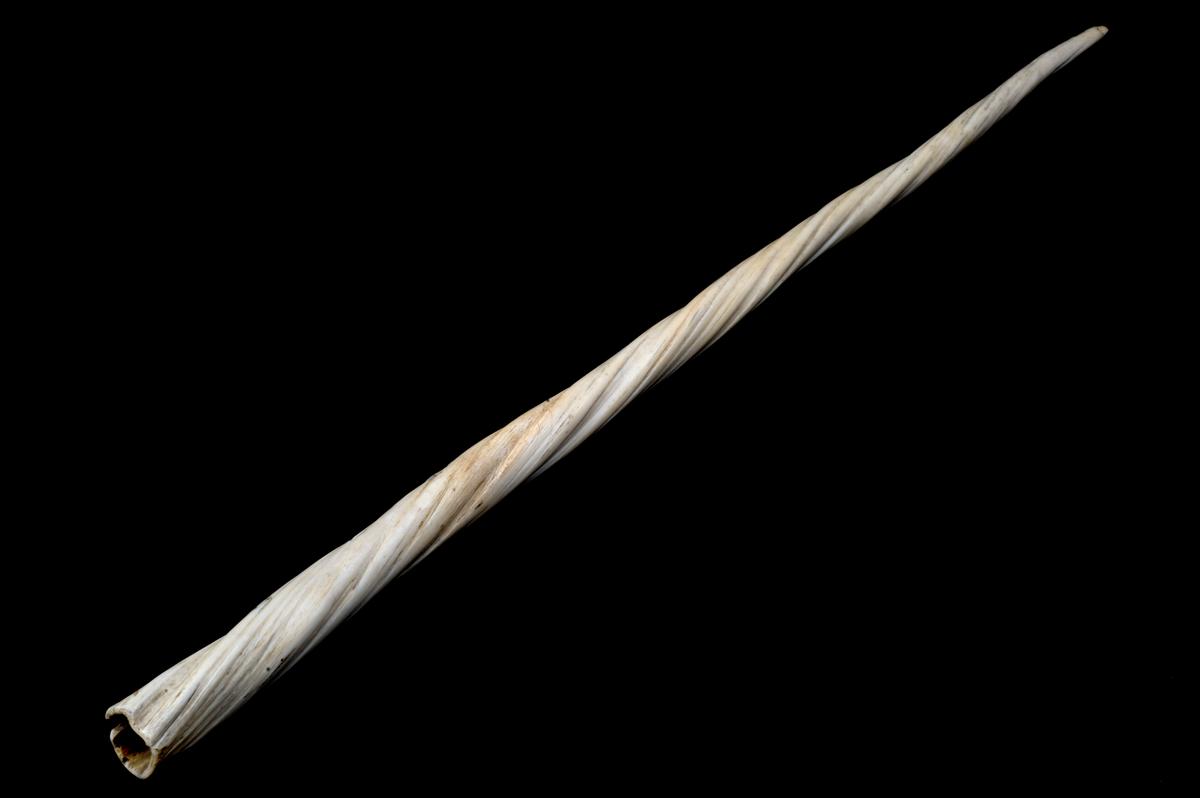 For centuries, the discovered male narwhal’s tusk was thought to be a unicorn horn. (<a href="https://commons.wikimedia.org/wiki/File:Narwhal_tusk,_1701-1930_Wellcome_L0059030.jpg" target="_blank" rel="nofollow noopener">Wellcome Images</a>/<a href="https://creativecommons.org/licenses/by/4.0/deed.en" target="_blank" rel="nofollow noopener">CC BY 4.0</a>)