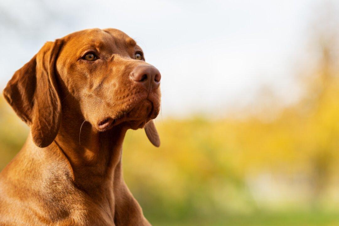 Lead Ammunition Harms More Than Its Intended Target