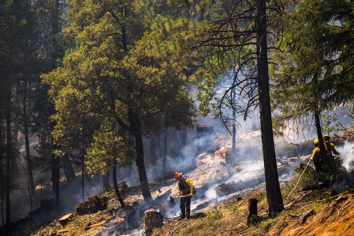 California Bill Seeks to Streamline State’s Timber Harvesting Process