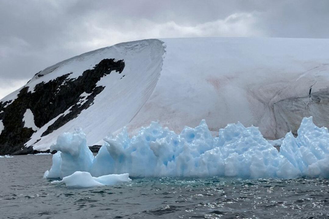 An Otherworldly Journey to the Falklands, South Georgia, and Antarctica