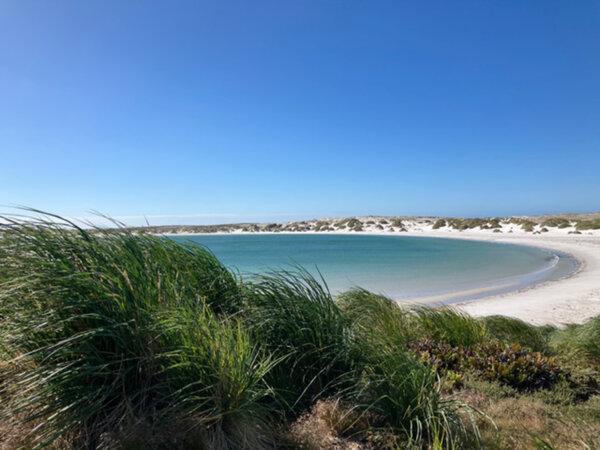 Gypsy Cove near Port Stanley on the Falkland Islands. (Carol Ann Davidson/TNS)