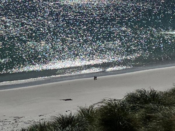 Two penguins bask in sun on beach at Gypsy Cove, Falkland Islands. (Carol Ann Davidson/TNS)