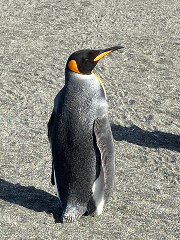 One very friendly king penguin, up close and personal. (Carol Ann Davidson/TNS)