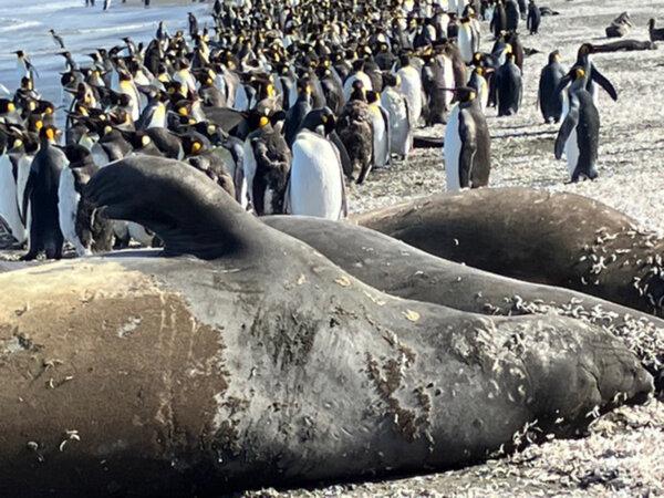 A vast colony of king penguins and their pals, elephant seals, at St. Andrews Bay, South Georgia. (Carol Ann Davidson/TNS)