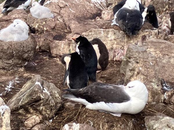 King penguins are comfortable around a few albatrosses. (Carol Ann Davidson/TNS)