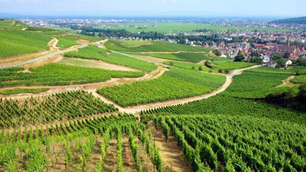 Rick Steves’ Europe: German Flavors in French Alsace