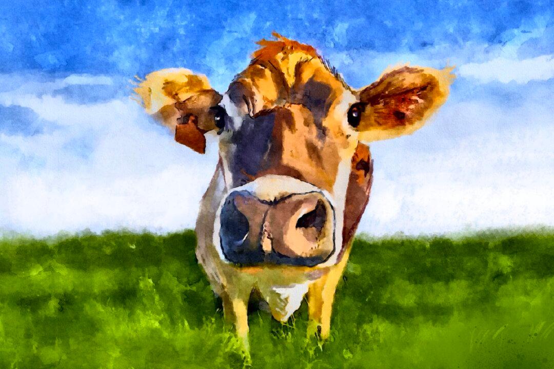 What Lying Down in a Field of Cows Taught Me About Life