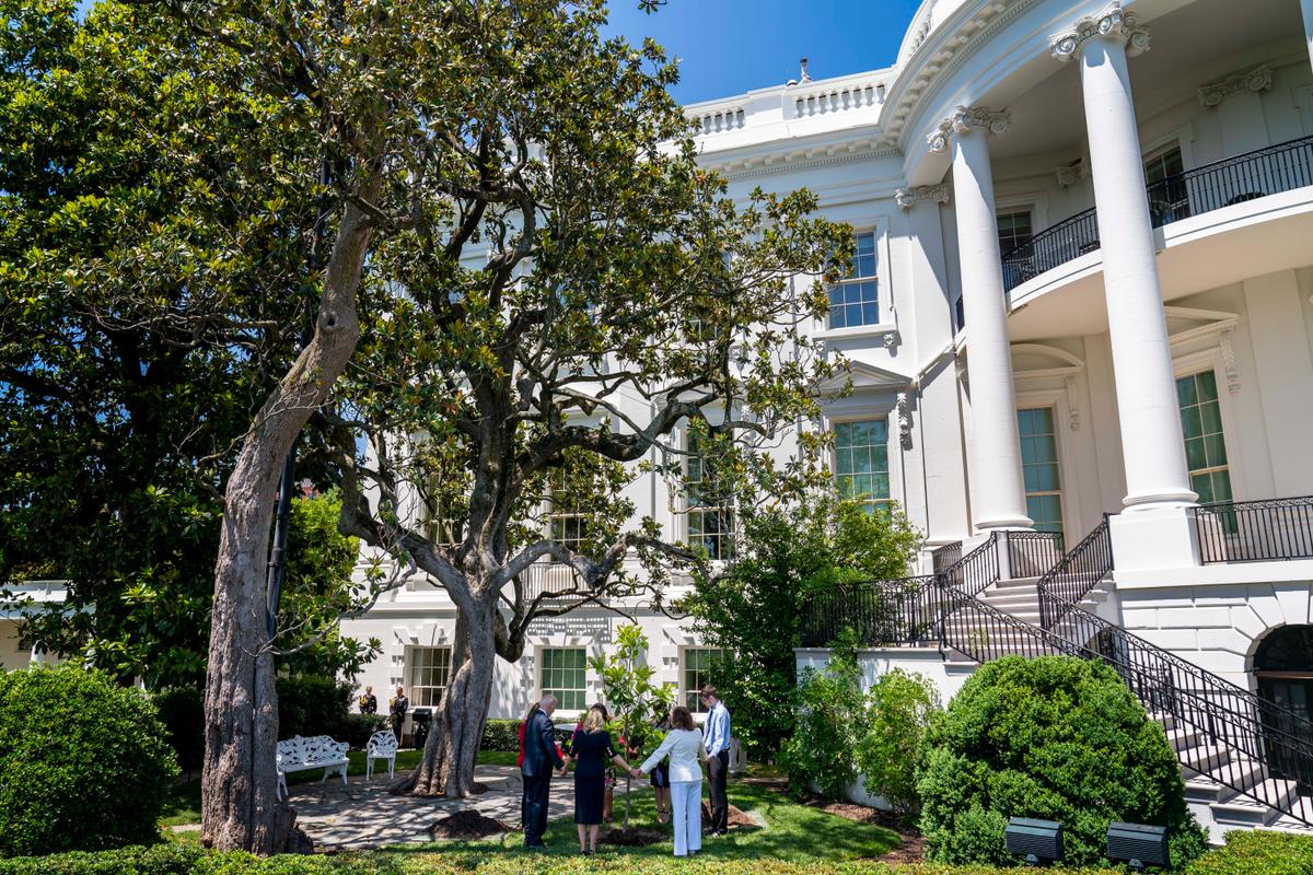Historic Tree to Be Cut Down at the White House Over Safety Concerns