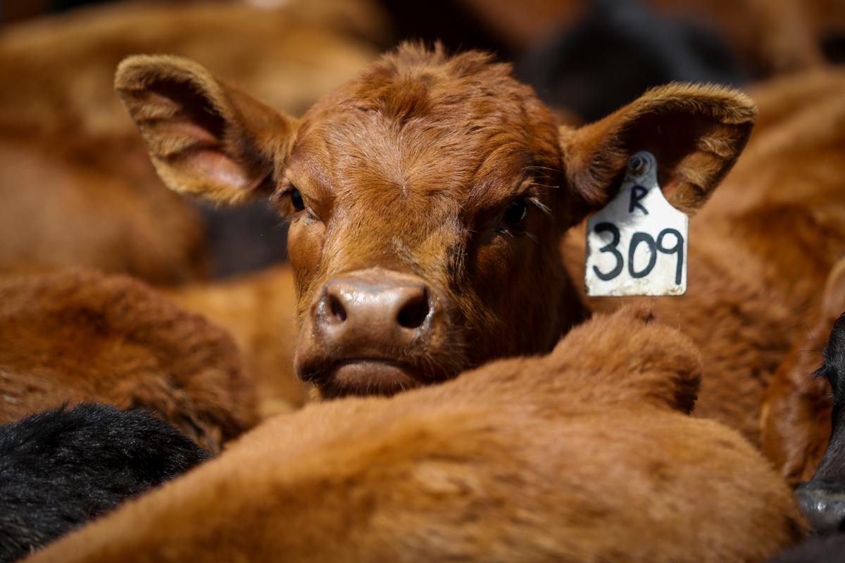Cattle Groups Look to Diversify Markets, Boost Support Programs
