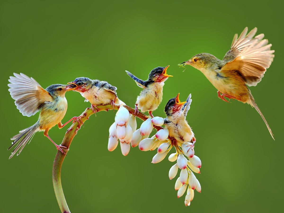 “Love” by Wen-Hsien Lin (Taiwan). Nature & Landscape category Outstanding Technique Award winner at the Fourth NTD International Photography Competition. (Courtesy of the NTD International Photography Competition)