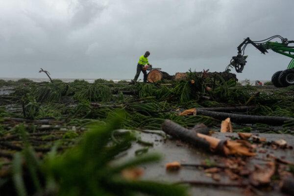 A main chainsaws a collapsed tree in Redcliffe Brisbane, Australia, on March 9, 2025. (Asanka Ratnayake/Getty Images)