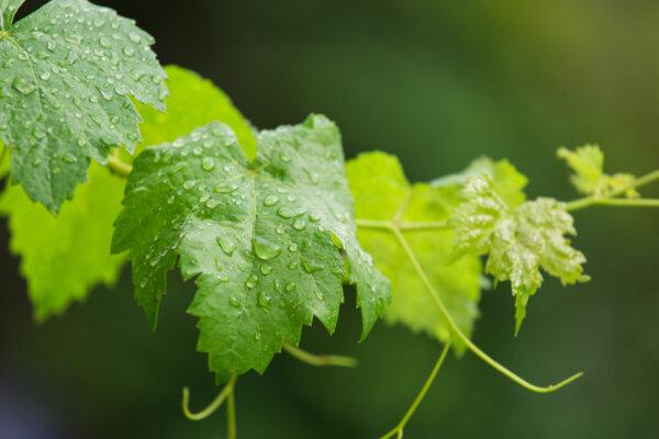 Rain in Vineyards