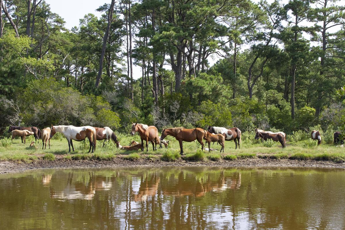 Horse-loving ‘Neigh’-bors Make Pony Dreams Come True