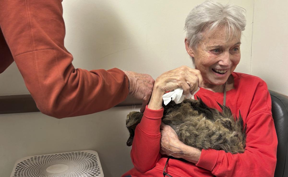 One Cat’s Incredible Reunion With Its Owner After LA Wildfires
