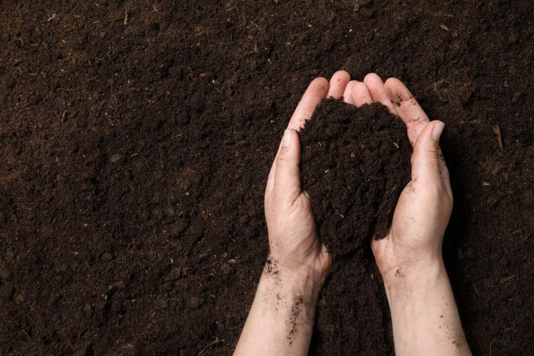 Play in the Soil: DIY Mixes and Tips for the Budget Gardener