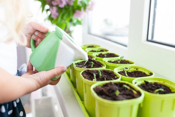 The ideal seed starting mix is fine-textured and loose, moisture-holding yet well-draining, and free from weed seeds and disease-causing pathogens. (RimDream/Shutterstock)