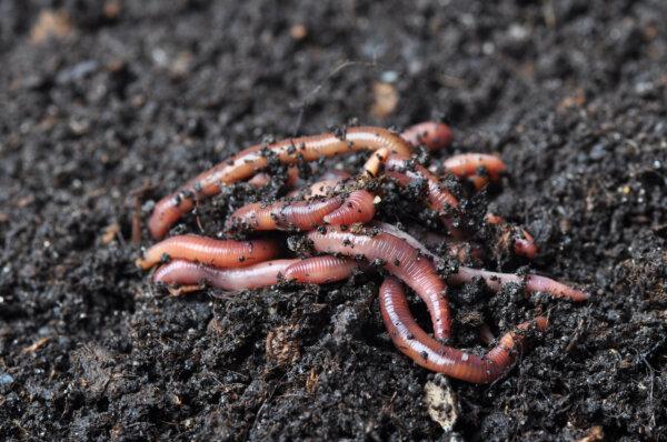 Worm farms are easy to maintain and produce nutrient-rich castings that will improve your soil. (wawritto/Shutterstock)
