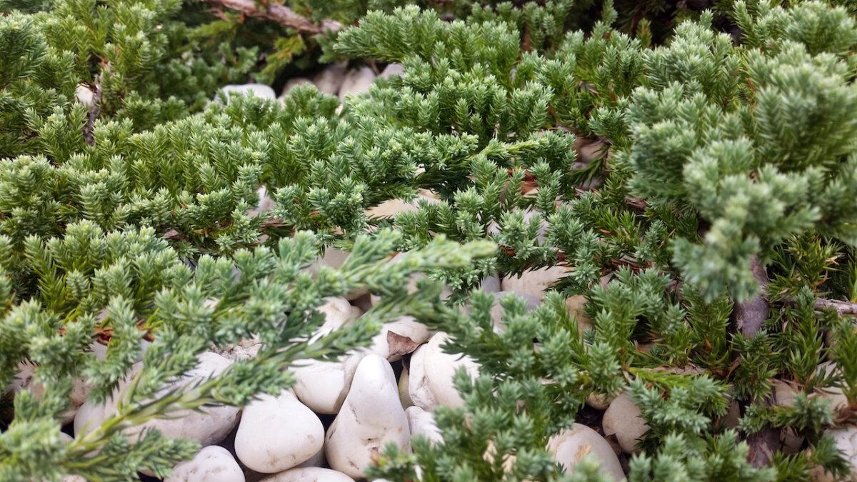 Creeping juniper is a popular low-lying, low-maintenance ground cover for taming steep slopes, combating erosion, and preventing weeds. (Peerachai Chaiprasut/Shutterstock)