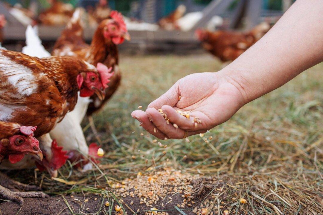 Avian Influenza Outbreak in the US: Mutation Risks and Prevention Strategies