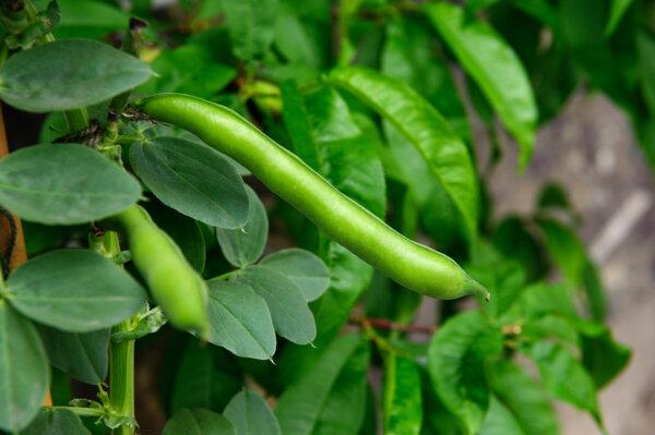 Legumes are "giver" crops that replenish the soil with nitrogen and other beneficial nutrients. (CTatiana/Shutterstock)