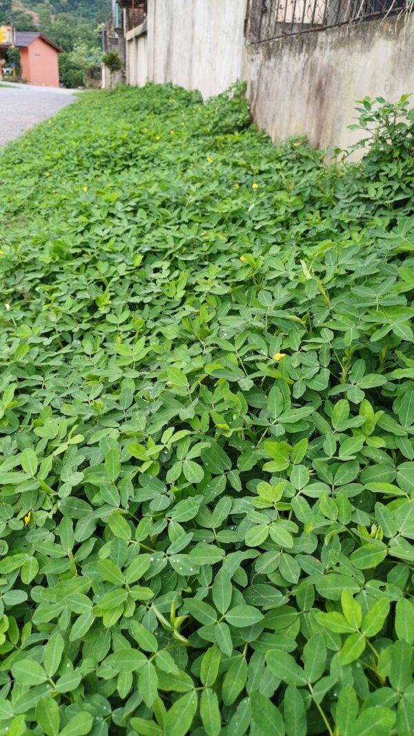Cover crops keep soil from drying out and being blown away in the off-season, while also adding nutrients. (Khemphon khounpasirth/Shutterstock)