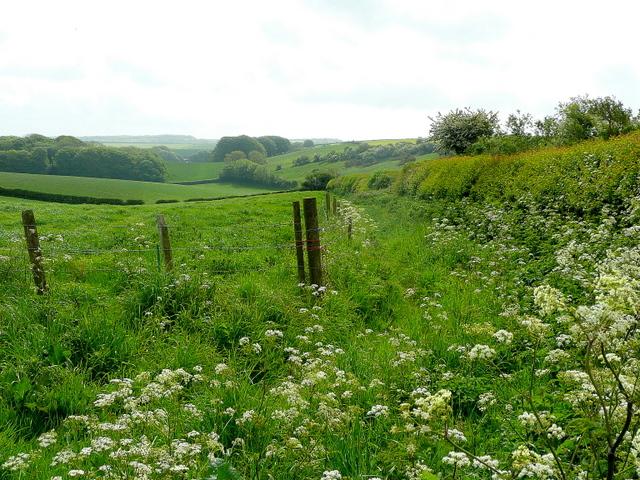 The lush spring grass in a haylage field in Ridge Hill, UK, is apt to swish as a visitor walks through it. (Johnathan Billinger/CC BY-SA 2.0)
