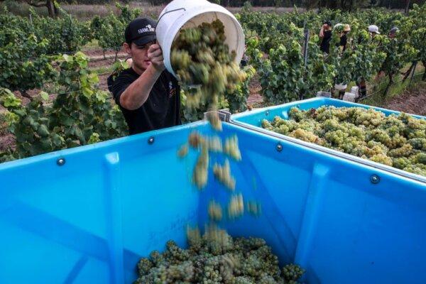A picker empties freshly picked sémillon grapes into a crate during the harvest at Glandore Wines in the Hunter Valley in New South Wales, Australia on Jan. 11, 2024. The valley is the oldest wine-growing region in Australia, with Shiraz vines dating back to 1867. (Roni Bintang/Getty Images)
