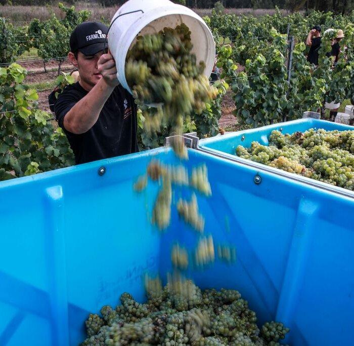 Government to Launch Public Register Tracking Employers of Skilled Migrants