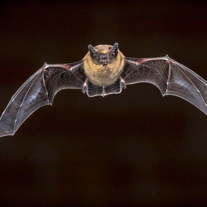 Expert Views on New Virus of Unknown Origin Revealed by Wuhan Institute