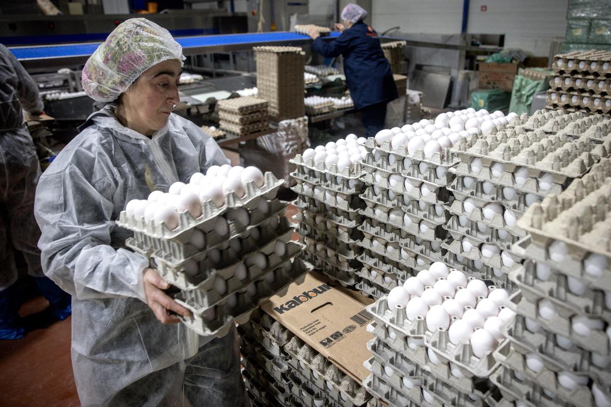 US Will Import Eggs From Turkey, South Korea: Agriculture Secretary