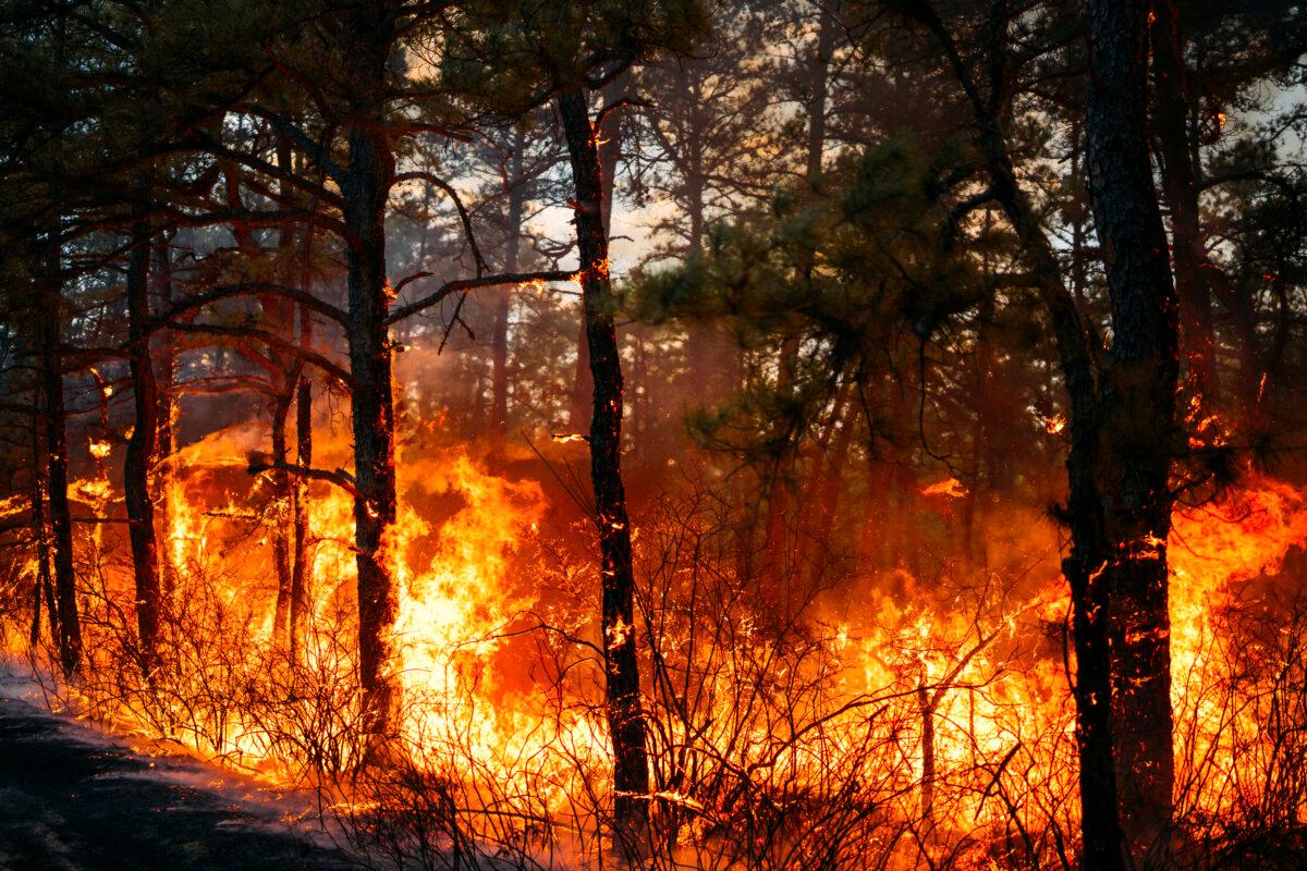 The California Branch wildfire burns in New Jersey's Wharton State Forest on March 22, 2025. (New Jersey Department of Environmental Protection via AP)