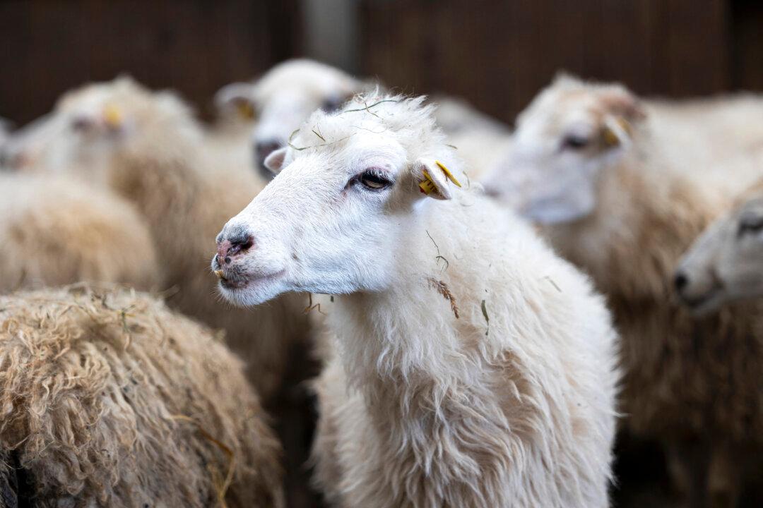 1st Ever Sheep With Bird Flu Found in the UK