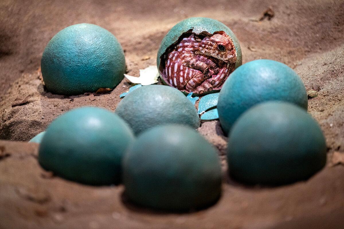 A baby Hadrosaurus foulkii is emerging from its shell in the Dinosaur Coast prehistoric life dioramas produced by Gary Staab at the Edelman Fossil Park & Museum of Rowan University in Glassboro, New Jersey. (Tom Gralish/The Philadelphia Inquirer/TNS)