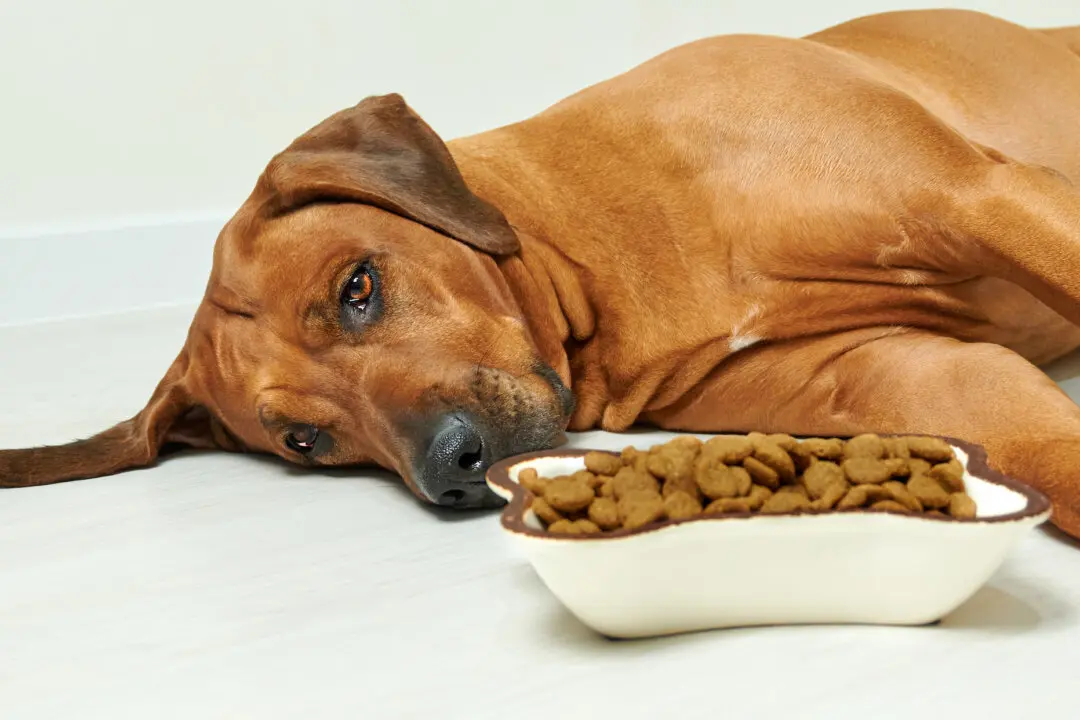 5 Secret Signs of Joint Pain in Dogs (And How Dog Joint Supplements Can Help!)