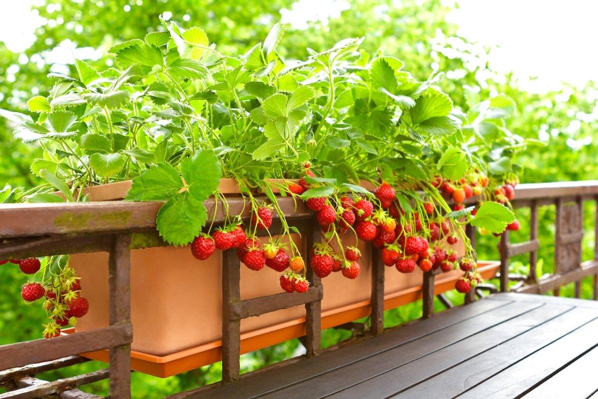Some expensive foods, such as berries, can be more economical to grow at home. (Agenturfotografin/Shutterstock)