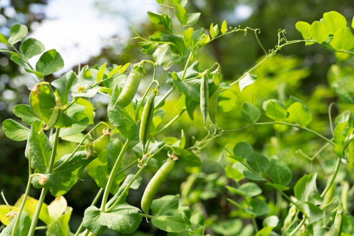 Beans are recommended for beginner gardeners, and are also beneficial for the soil. (Studio_Fennel/Shutterstock)