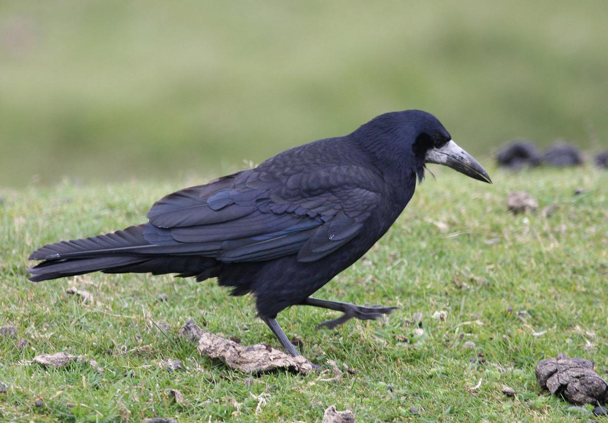 The rook provides a connection between Charles Lamb, who is hiking, and the poet Coleridge, who is laid up at home. (Brian Snelson/CC BY-SA 2.0)