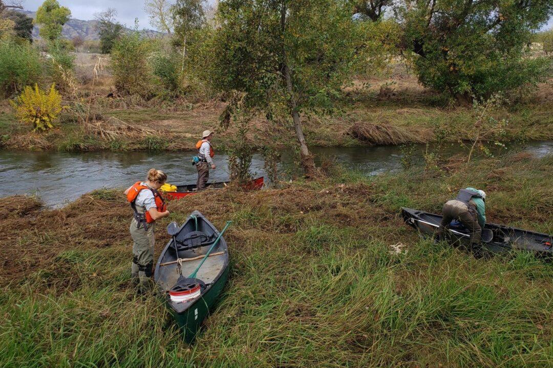 Salmon Population Increases in Northern California Creek