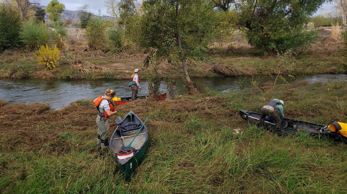 Salmon Population Increases in Northern California Creek