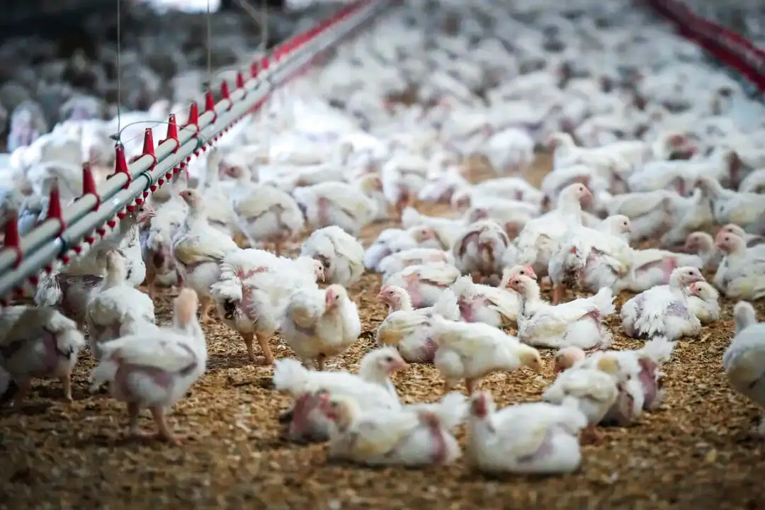 Chicken Prices to Rise Sharply by September, Food Economist Says