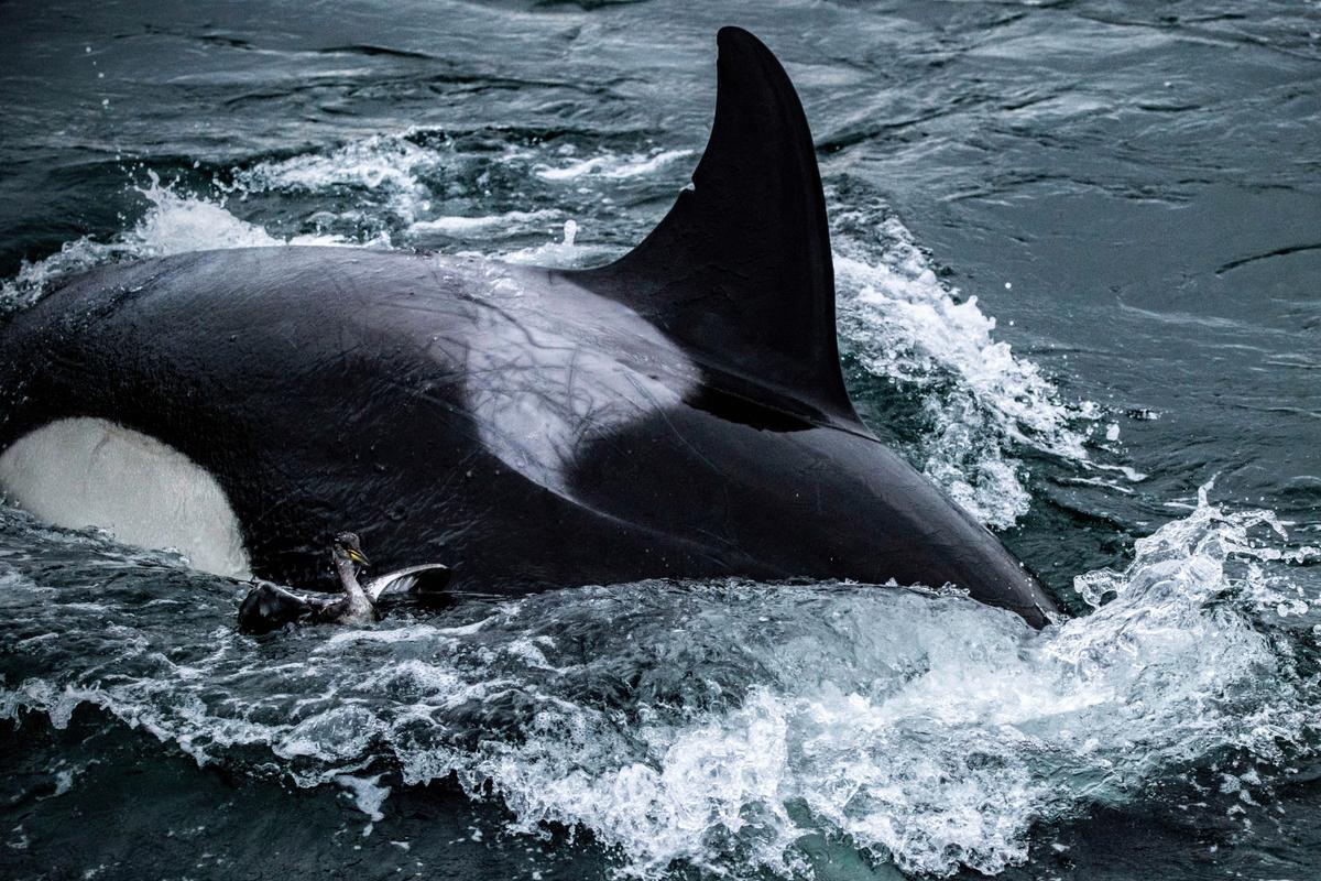 Killer Whales Amaze Seattle Onlookers With Rarely Seen Bird Hunt